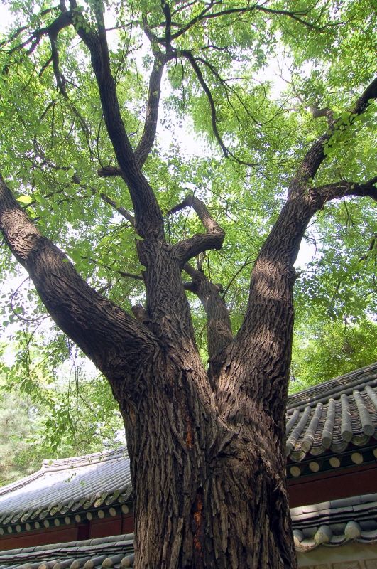 창덕궁 뽕나무