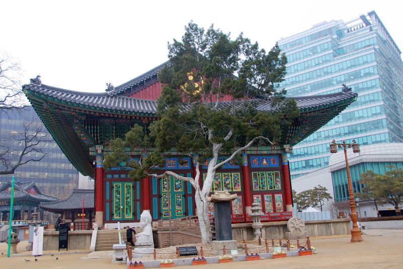 서울 조계사 백송