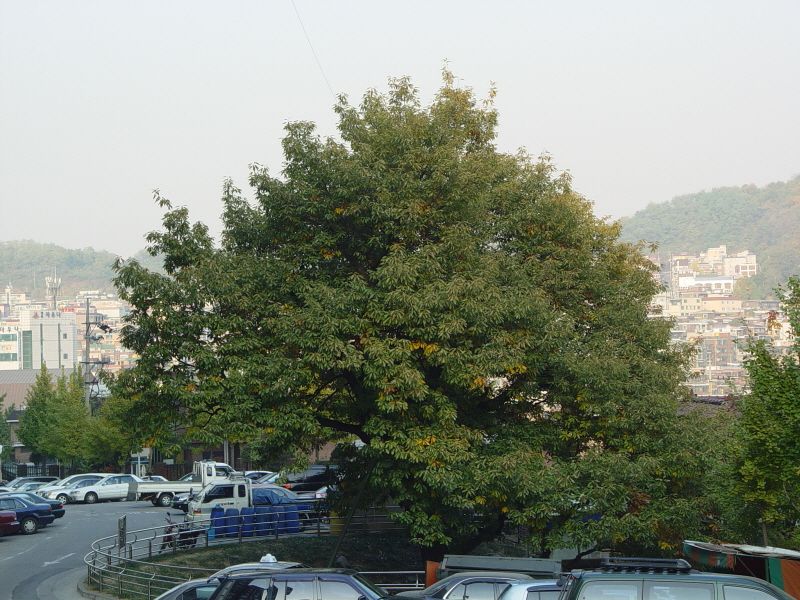 서울 신림동 굴참나무
